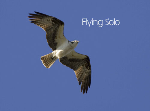 Image of an osprey "Flying Solo"
