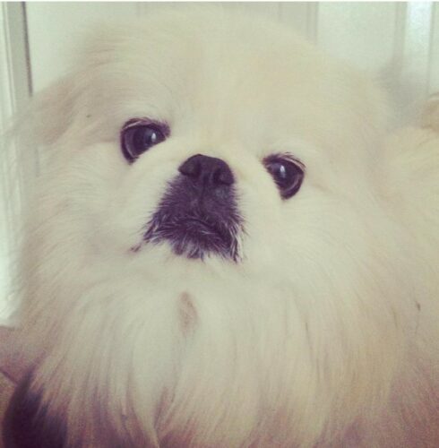 White Pekingese Dog